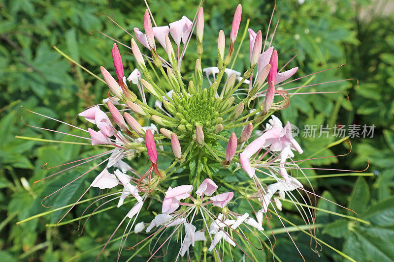 百合科花特写在夏季时间