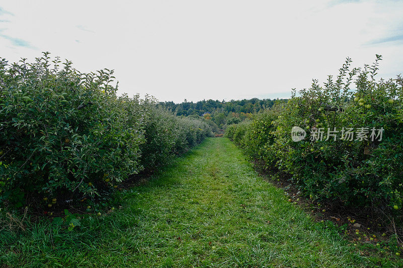 夏季苹果园