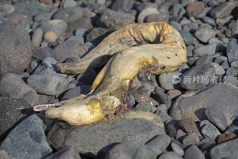 兰萨罗特岛，海滩上死了的马里鳗鱼，上面还有苍蝇