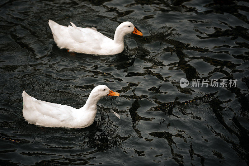 湖面上漂浮着鸭子