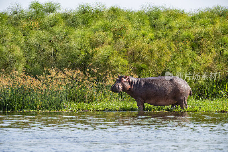 河马(两栖河马)在尼罗河，乌干达