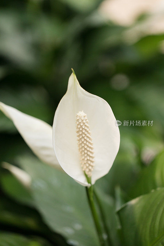 和平百合“Spathiphyllum”室内植物