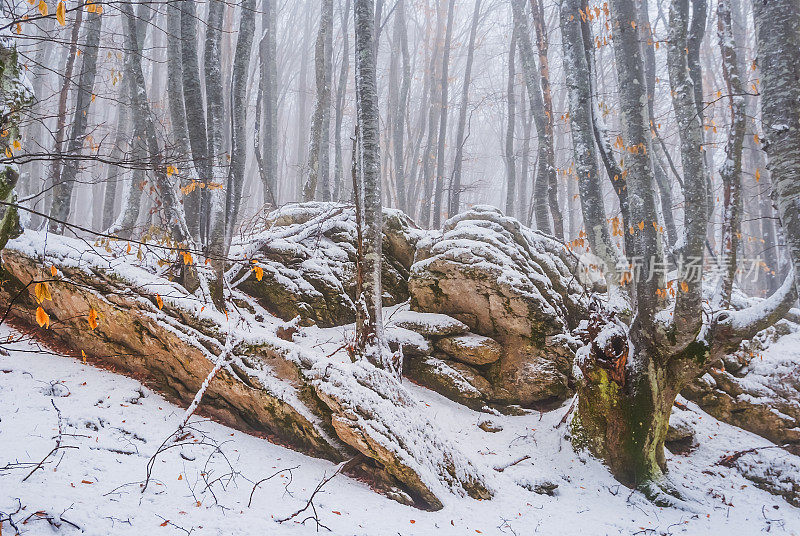 冬天被雪封的森林中弥漫着薄雾