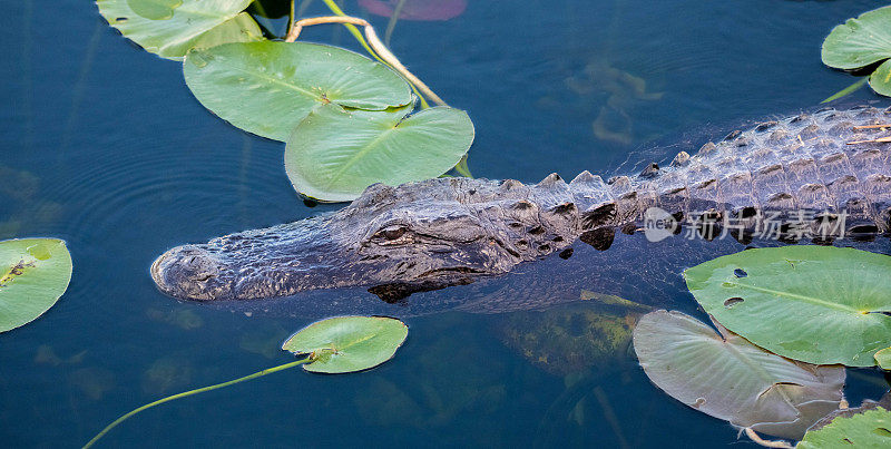 短吻鳄潜伏在佛罗里达大沼泽地的睡莲花丛中