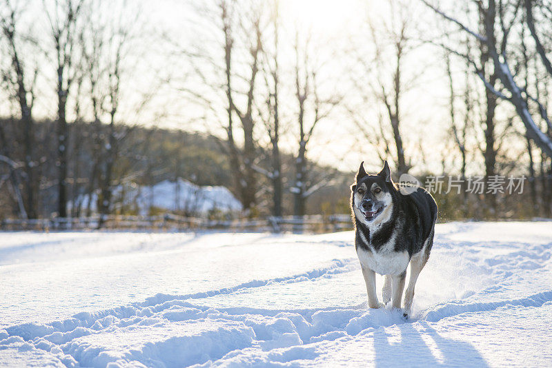 可爱的德国牧羊犬在雪地里奔跑