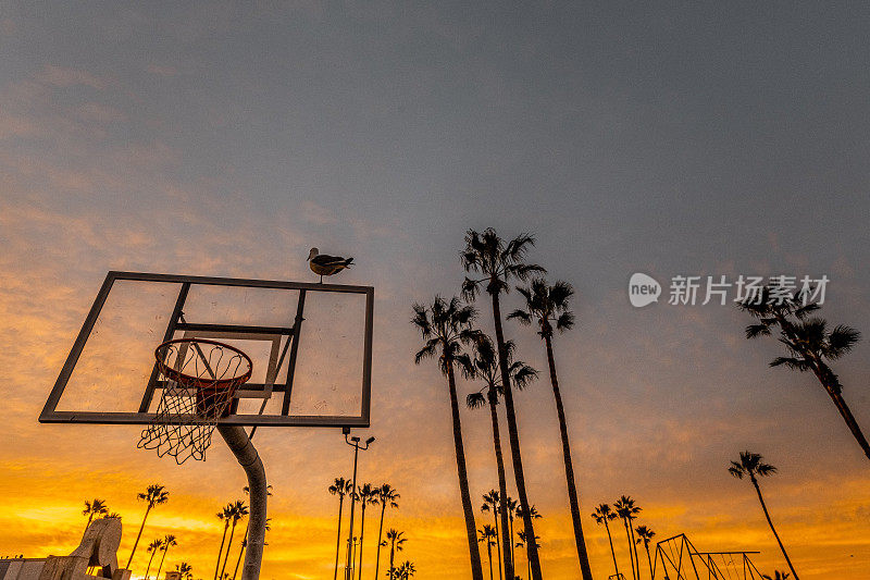 黄金时段的篮球篮筐，背景是棕榈树