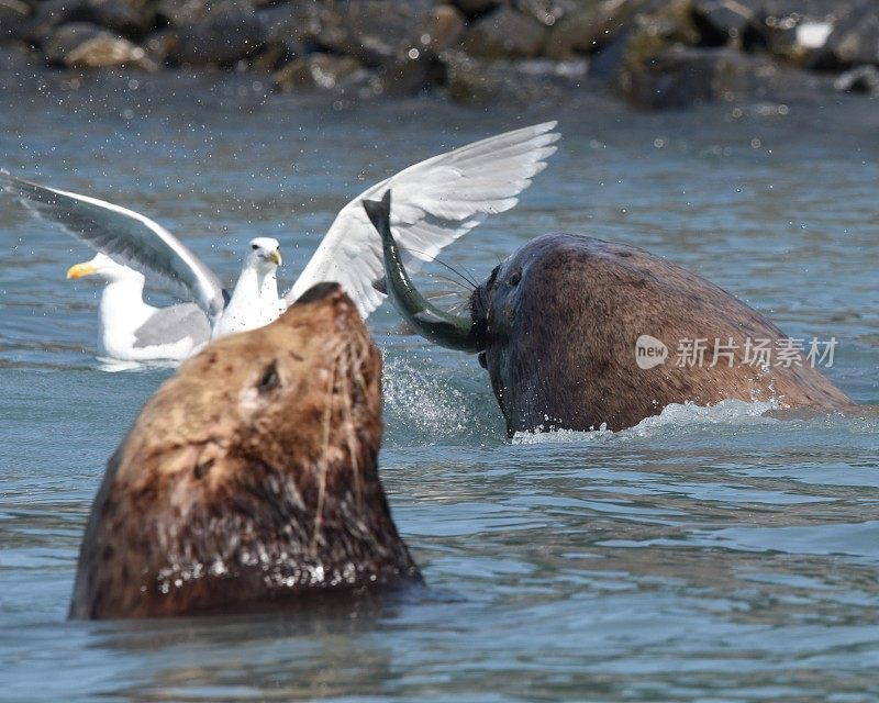 海狮捕获鲑鱼