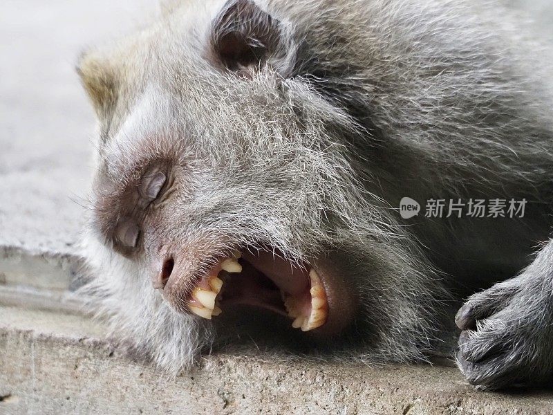 一个成熟的猕猴打瞌睡和打哈欠的肖像