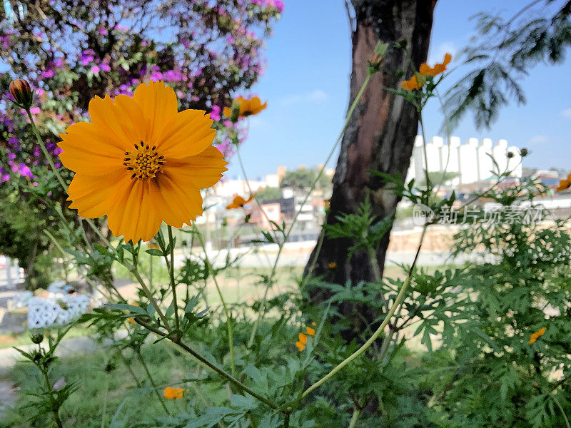 在São保罗街头的橙花