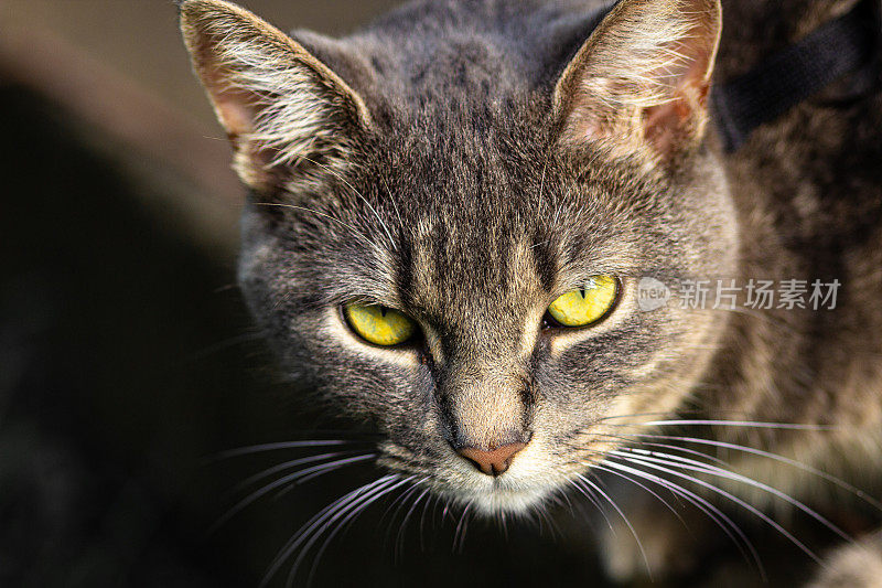 特写的灰色的猫与绿色的眼睛。散焦黑色背景