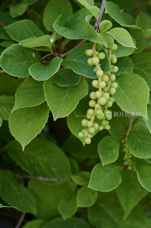 生五味子(木兰藤)缠绕的灌木水果在其绿色的叶子的背景下生长在花园里。