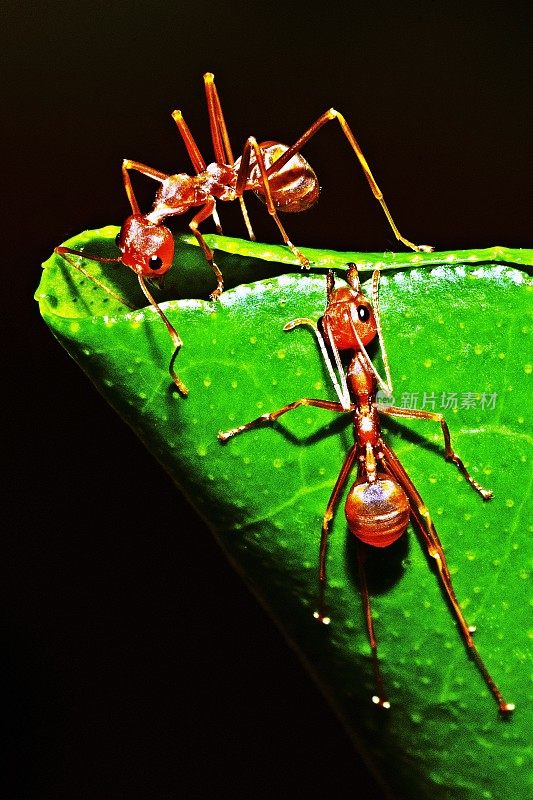 蚂蚁伸伸腿，咬树叶，筑窝。