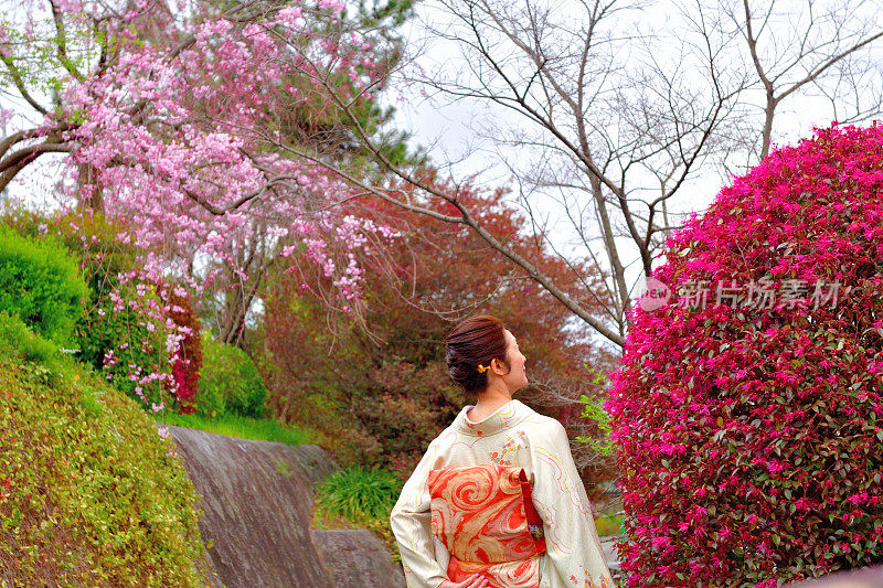 穿着和服的日本妇女在京都的加茂河边欣赏樱花