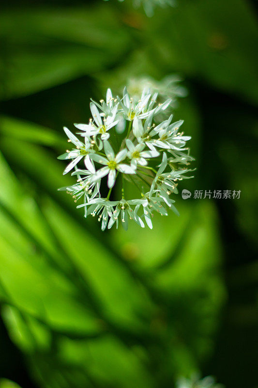 近距离微距拍摄的野生大蒜的尖花，与一片柔软的绿色林地树叶相映成行。4月到6月是觅食者的最爱。