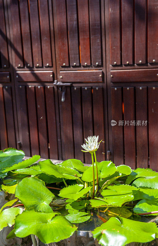 白莲花在木门前的花盆里