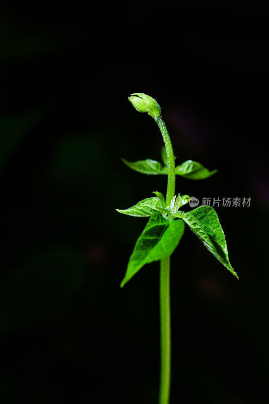 豆芽。花瓶内的绿叶植物