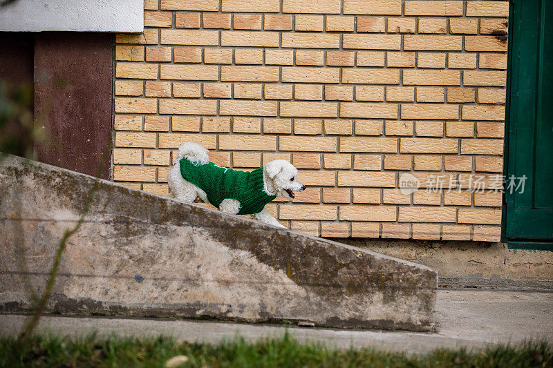 在城市户外穿着时尚毛衣的比雄犬