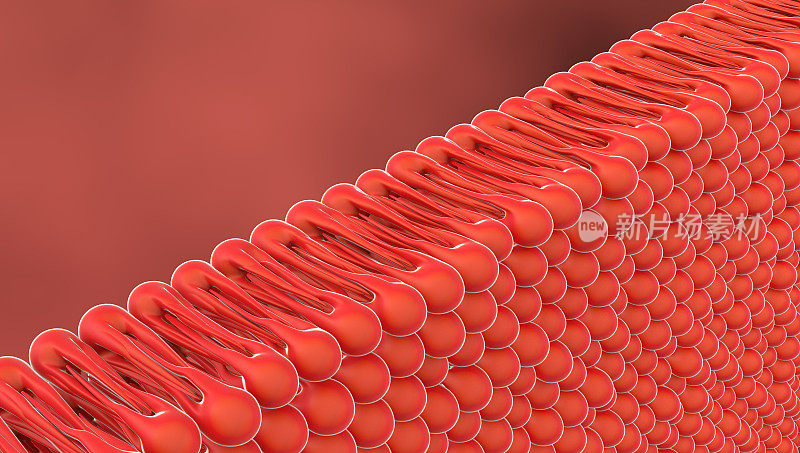细胞膜，3D插图
