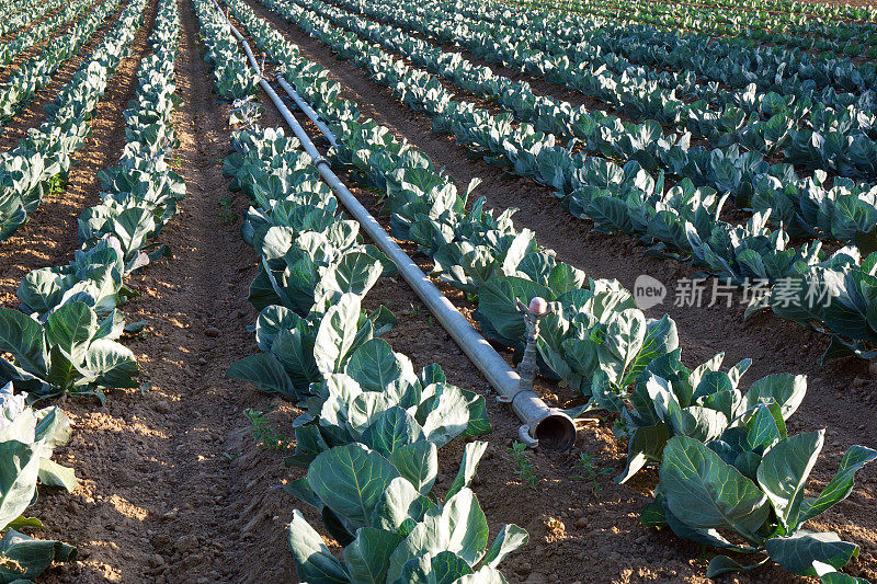 白菜花生长在农田里