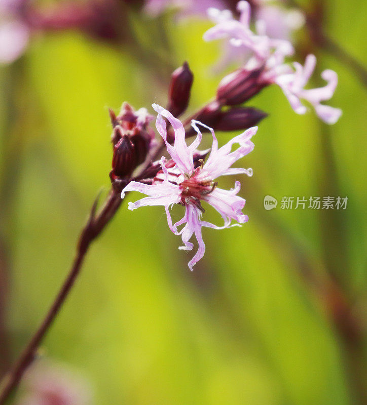 知更鸟(荔枝花)