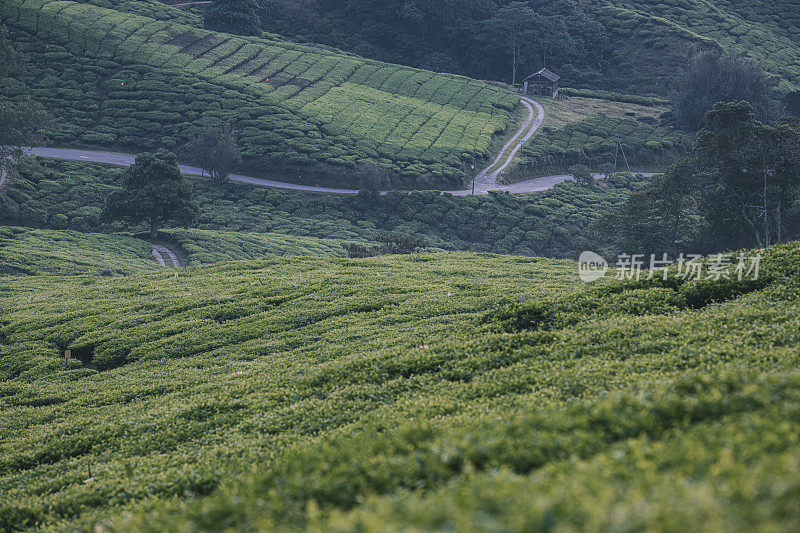 清晨在卡梅隆高地的茶园里种植茶树