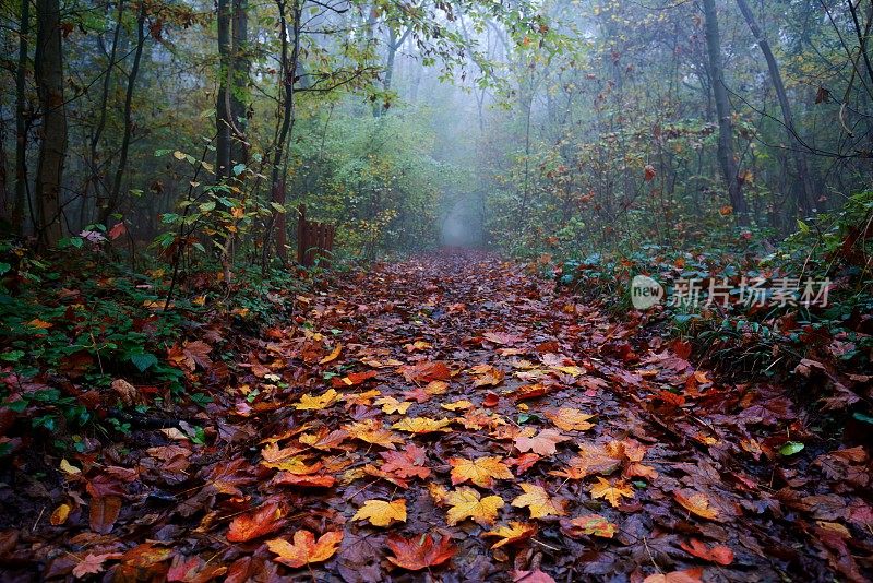 雾气蒙蒙的森林里神奇的秋景