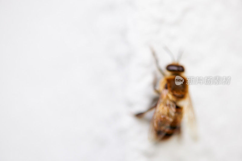 在欧洲，一只蜜蜂(或称蜜蜂)白天独自无助地沿着一所房子的灰色门面爬行，因为它的栖息地受到人类的威胁