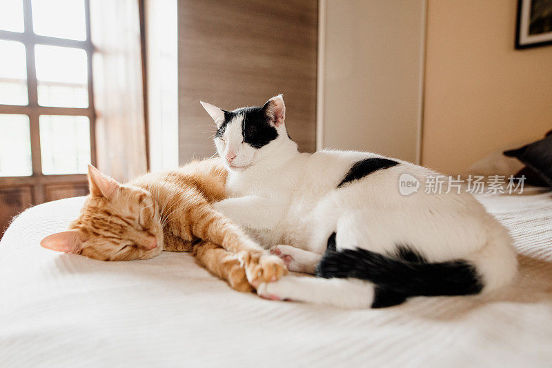 两只猫躺在床上
