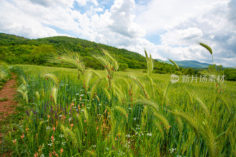 斯塔拉平原老山的绿草地