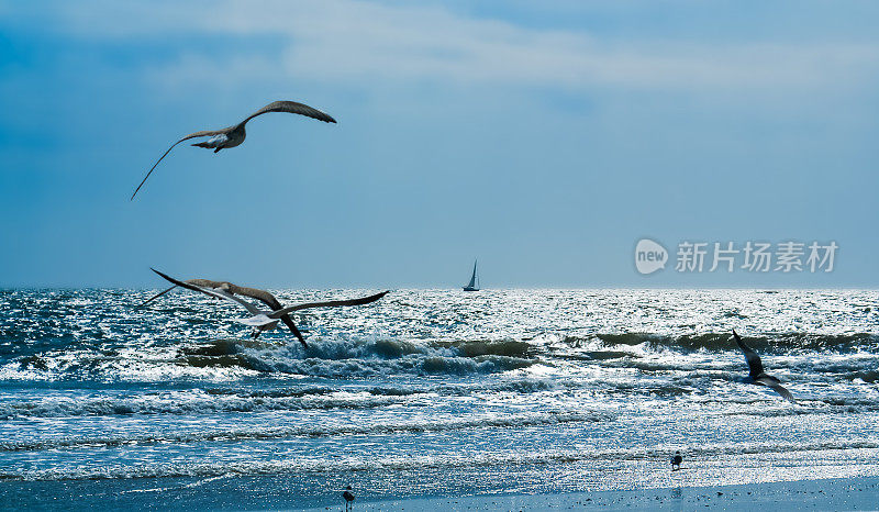 海景冲浪，海鸥，帆船