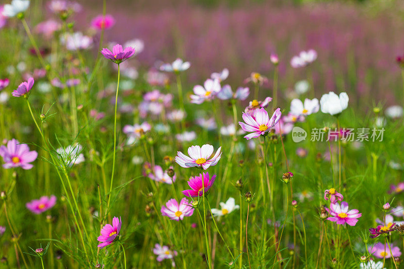 金菊花田背景