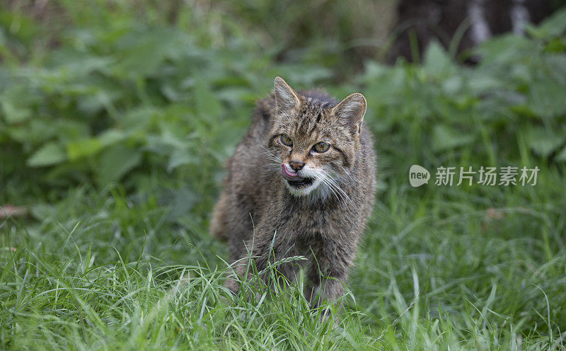 苏格兰野猫