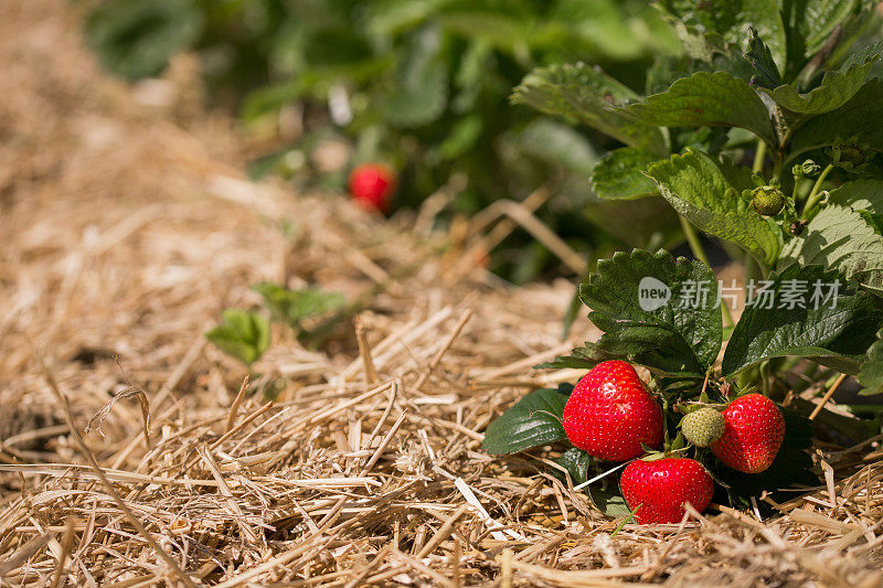 在农场亲手摘草莓