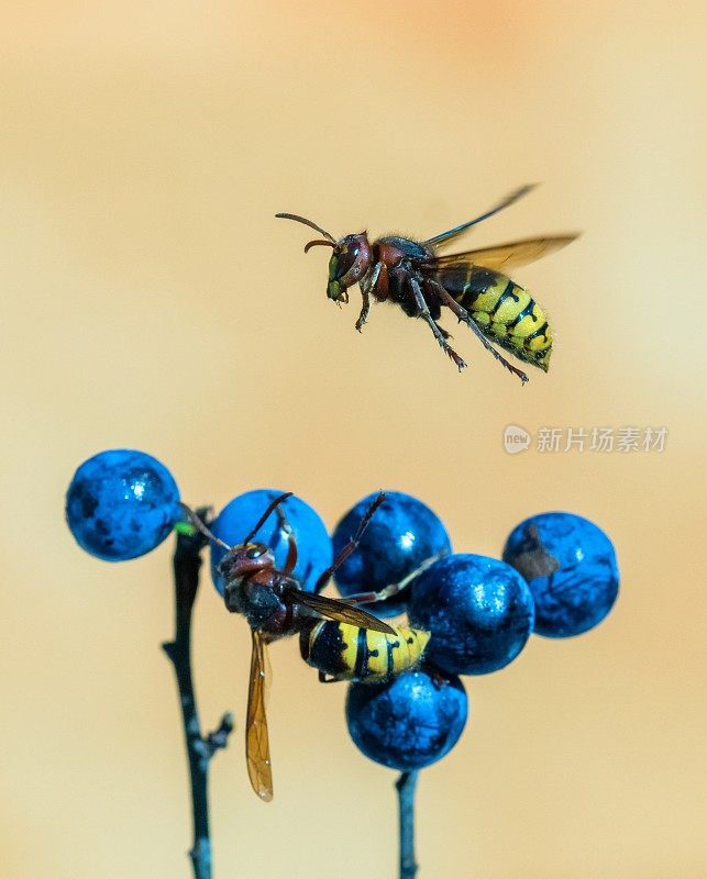 两个大黄蜂´s