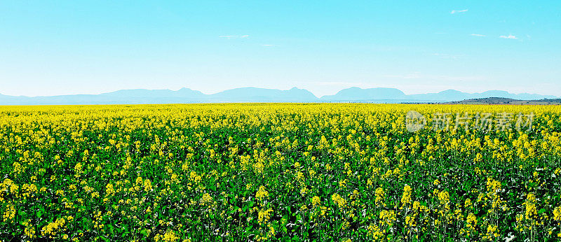 远处的山峦中，黄色油菜籽作物的壮观全景