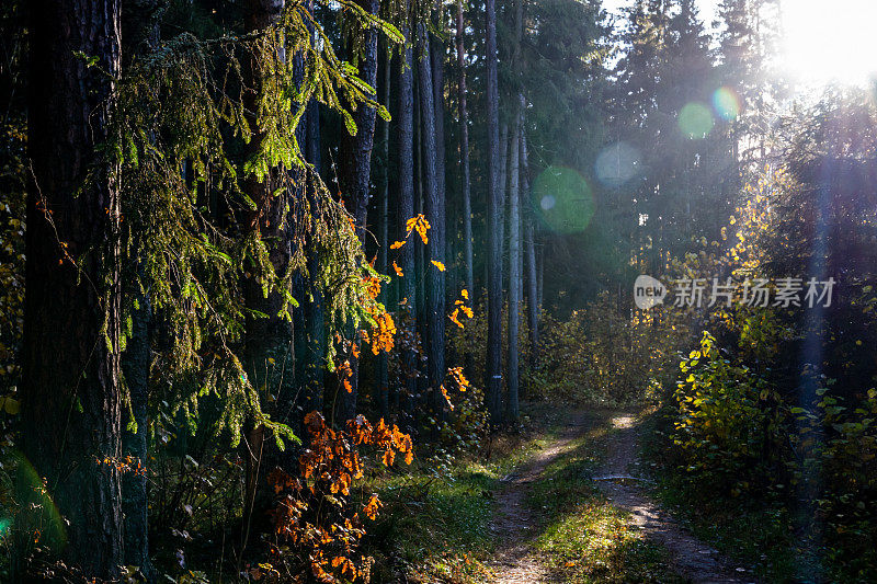 秋天的森林之美——太阳的耀斑把高大的松树和冷杉抛向森林深处。森林——地球的肺。自然节约，环境可持续的理念。