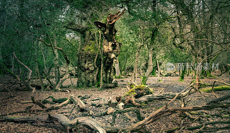新森林国家公园-古代森林系列