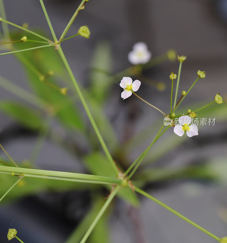 细叶水车前草