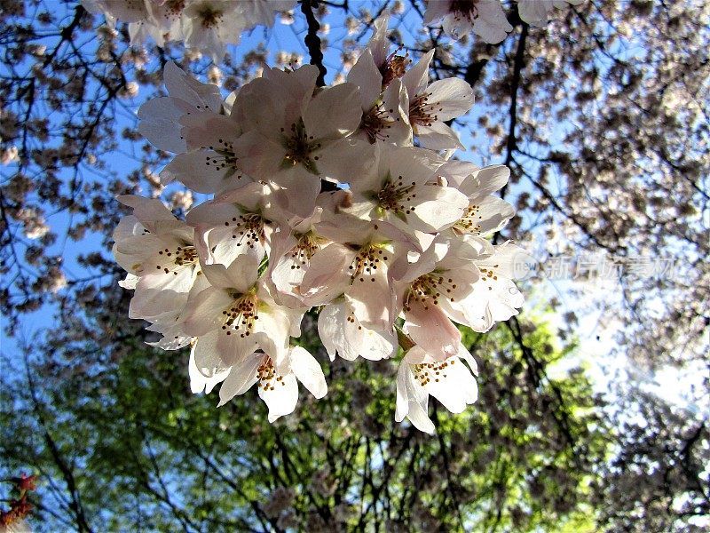 日本。3月底。樱花在美丽的阳光明媚的早晨雨后。