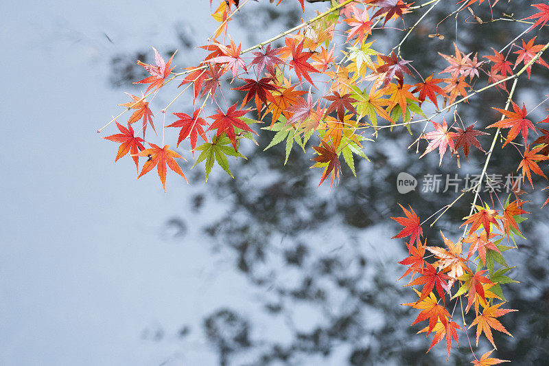 秋天，枫树的枝桠在湖面上