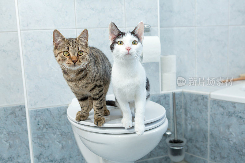 虎斑猫和黑白猫一起坐在人类厕所上