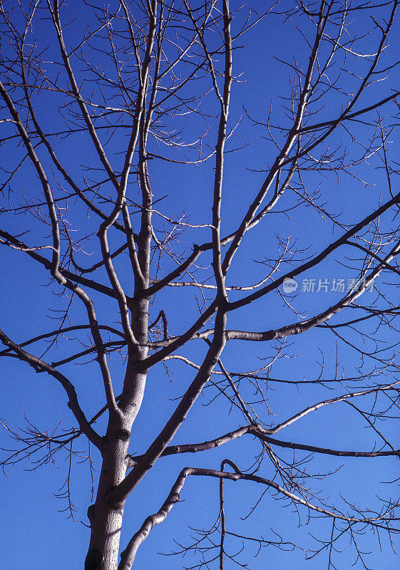 光秃秃的树映衬着蓝天