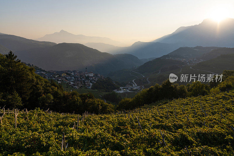 葡萄采摘酿酒故事:特伦蒂诺的葡萄景观