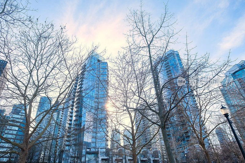 阳光照在冬天的树，现代公寓和办公大楼