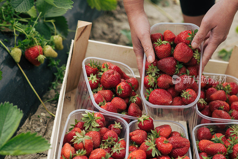 把装满草莓的塑料盒子放在板条箱里。