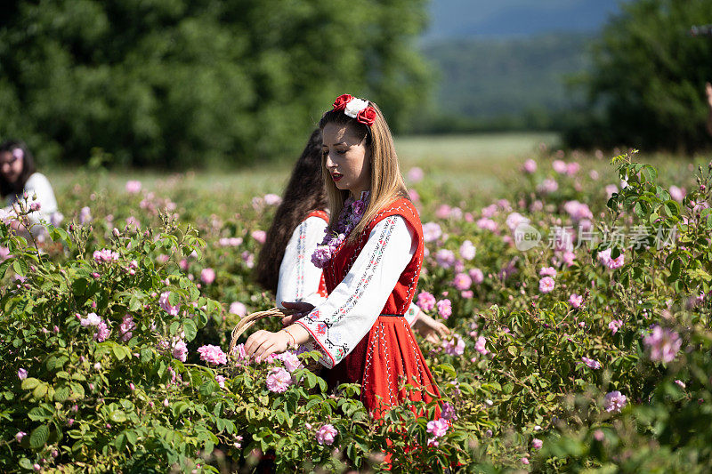 保加利亚一年一度的卡赞拉克玫瑰采摘节