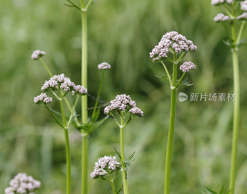 缬草(缬草)