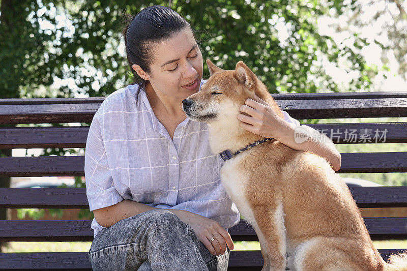 红色柴犬和主人在夏季公园散步