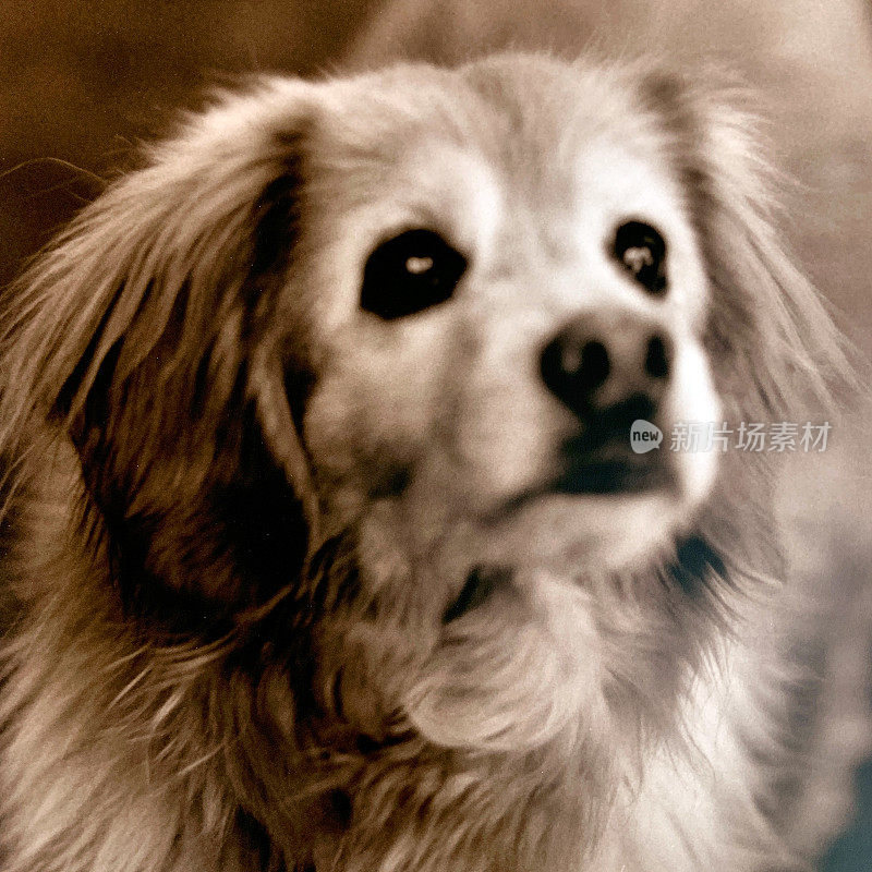 高级金毛混种犬1998