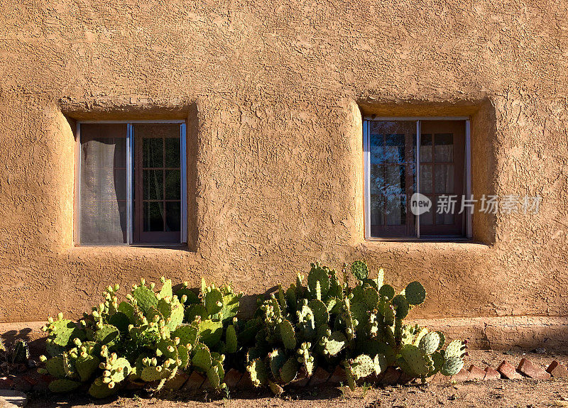 阳光下的仙人掌，土坯建筑